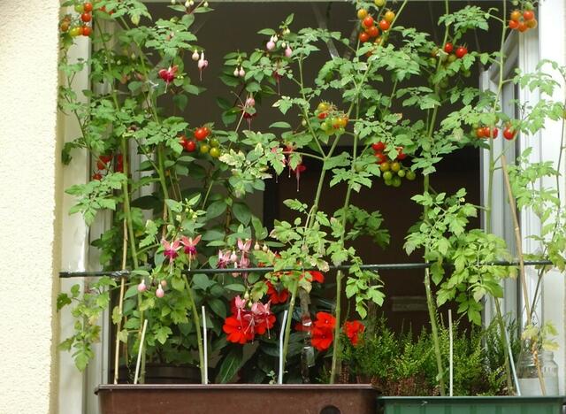 Tomatenernte