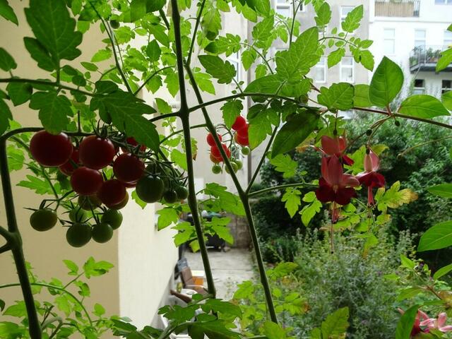 Tomatenernte