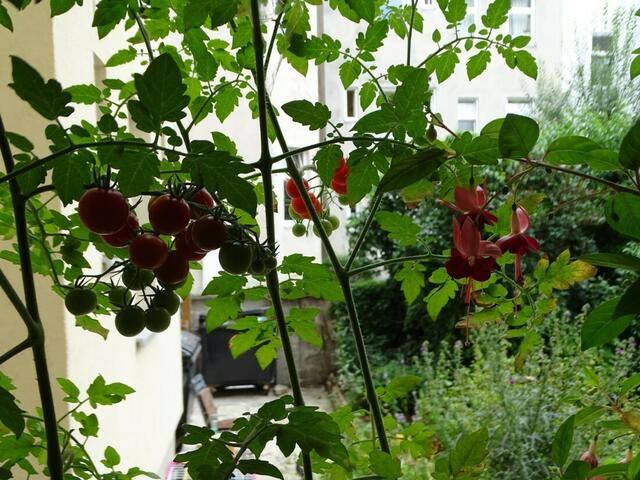 Tomatenernte
