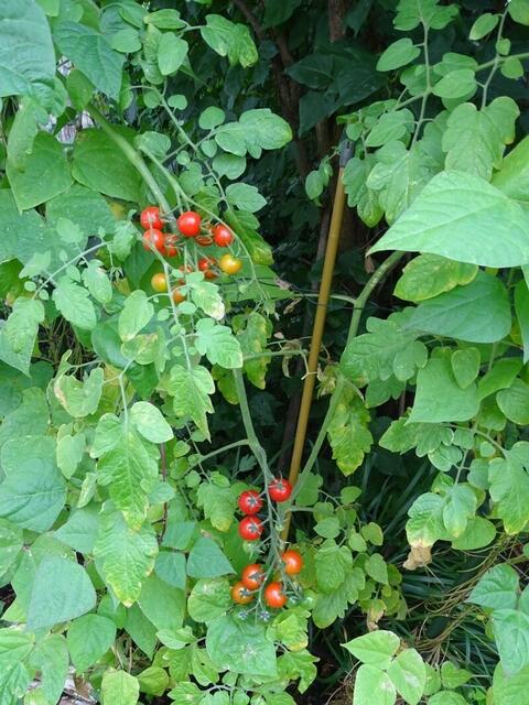 Tomatenernte