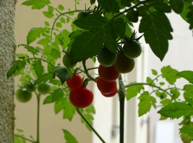 Tomatenernte