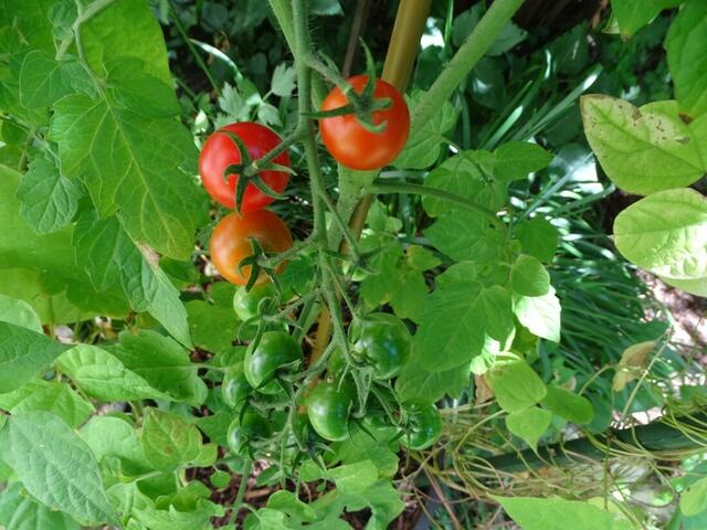 Tomatenernte