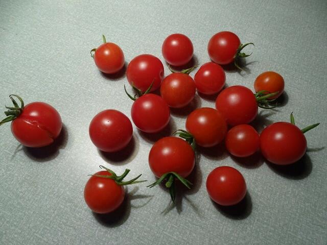 Tomatenernte