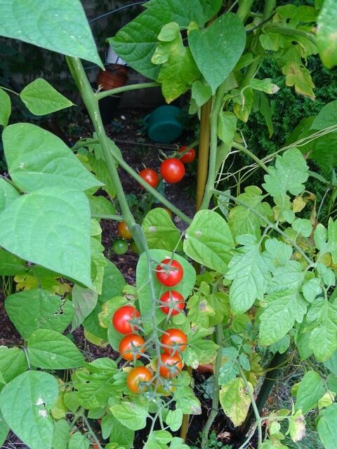Tomatenernte