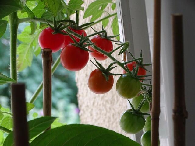 Tomatenernte