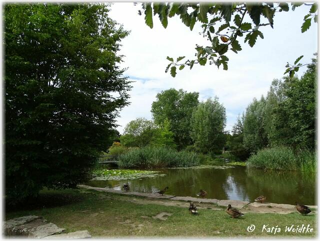 Park der Sinne - Ententreffen am Teich (Foto: Katja Woidtke)