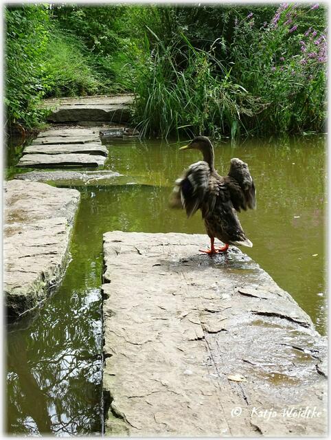 Park der Sinne - hier könnt ihr sogar über das Wasser gehen (Foto: Katja Woidtke)