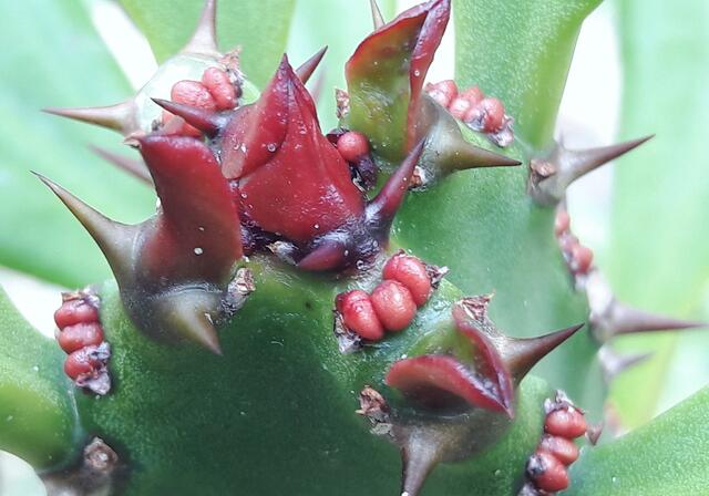 Euphorbia desmondii