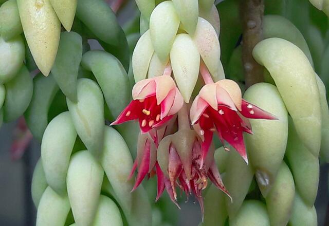 Tylecodon pendens
