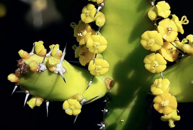 Euphorbia inarticulata