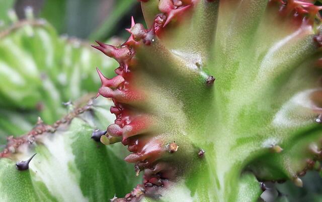 Euphorbia lactea cristata