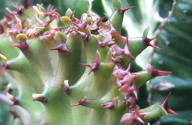Euphorbia lactea cristata