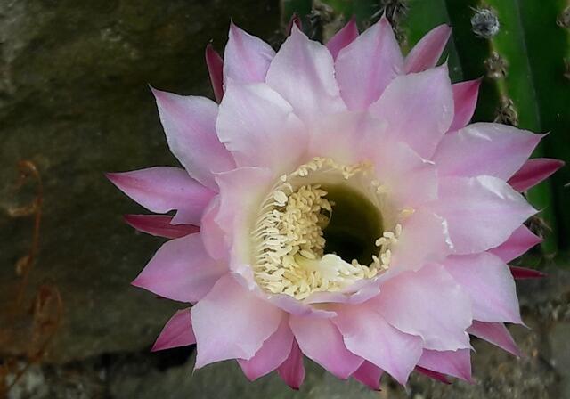 Echinopsis eyriesii