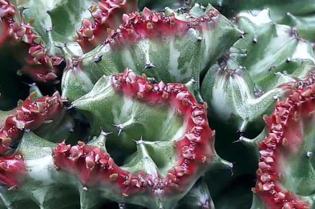 Euphorbia lactea cristata