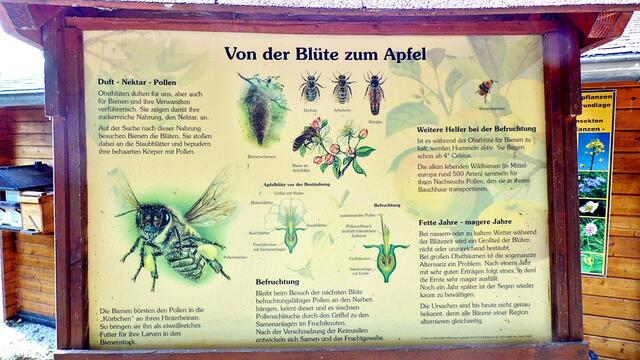Der Nebraer "Bienenlehrgarten" live im MDR,heute von 14-17:00 Uhr !