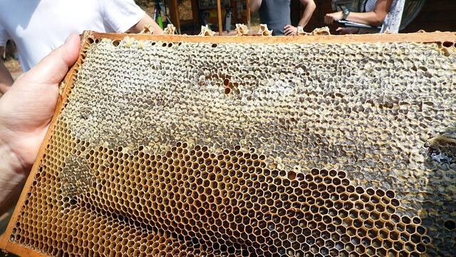Der Nebraer "Bienenlehrgarten" live im MDR,heute von 14-17:00 Uhr !