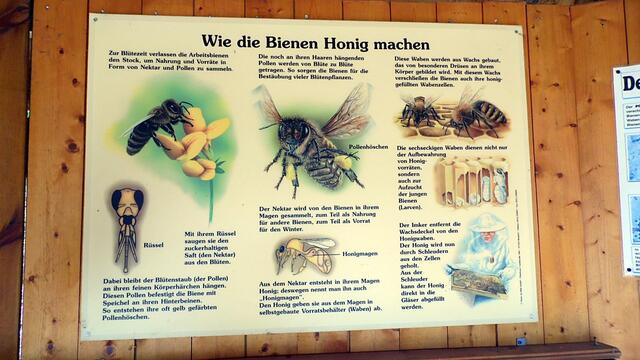 Der Nebraer "Bienenlehrgarten" live im MDR,heute von 14-17:00 Uhr !