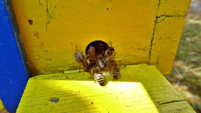 Der Nebraer "Bienenlehrgarten" live im MDR,heute von 14-17:00 Uhr !