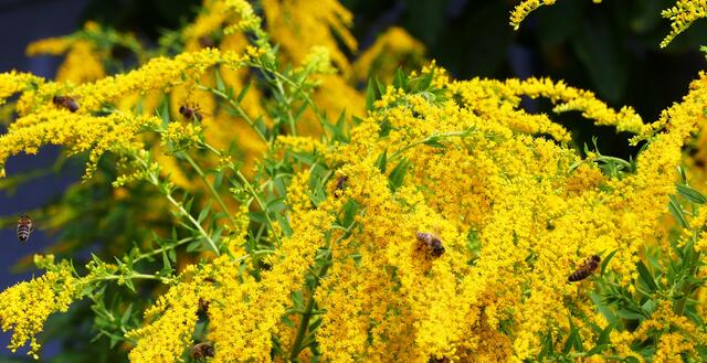 Besuch von den Nachbarn: Bienen in unserm Garten