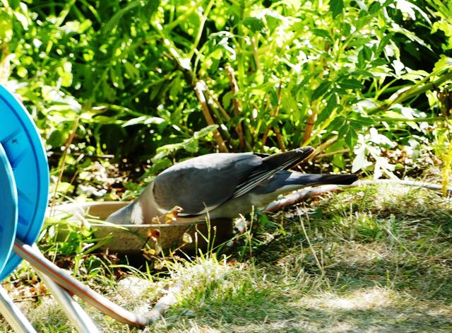 Auch Tauben haben Durst. Überall in unserm Garten stehen Schalen mit Wasser.