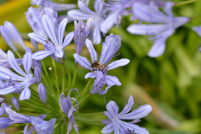 Lauchblüte mit Hummel