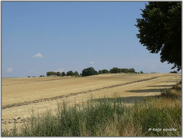 Lübbensteine auf dem St. Annenberg bei Helmstedt (Foto: Katja Woidtke)