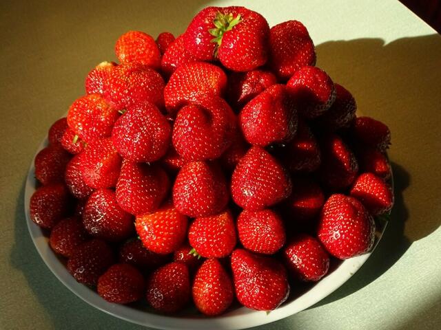 Erdbeeren