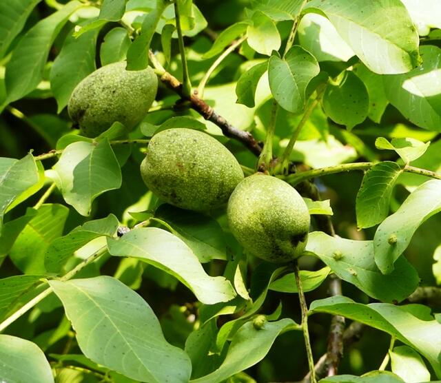 Unser Walnussbaum hat diesmal nicht so viele Nüsse wie sonst. Die lange Trockenheit im Frühjahr und Frühsommer hat auch ihm geschadet.