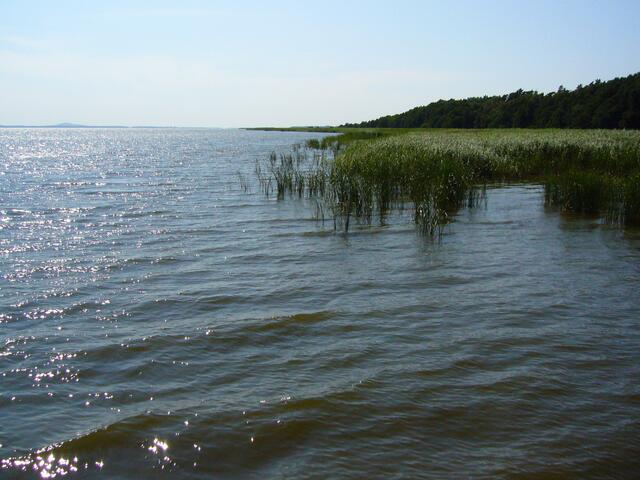 Der See ist von einem breiten Schilfgürtel umgeben. Ein Paradies für Wasservögel.