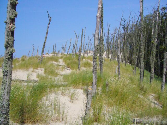 Unaufhörlich wandert der Sand weiter, in den angrenzenden Urwald hinein.