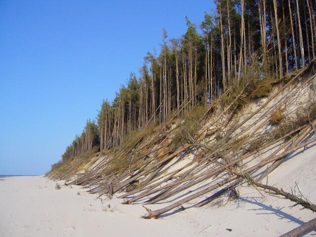 Bei Sturmfluten traktiert das Meer den Wald. Anderswo wird der fortgeschwemmte Sand aber wieder angelagert.