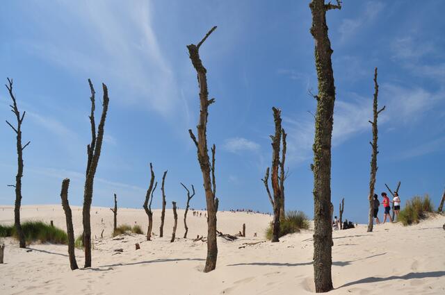 Baumskelette bleiben zurück.