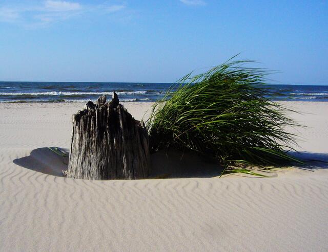 Überall am Strand Reste des einstigen Waldes.