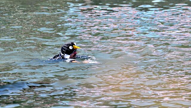 Ein "Pinguin" machte auch mit: Funbootrennen "Crazy Crossing" auf dem Maschsee.