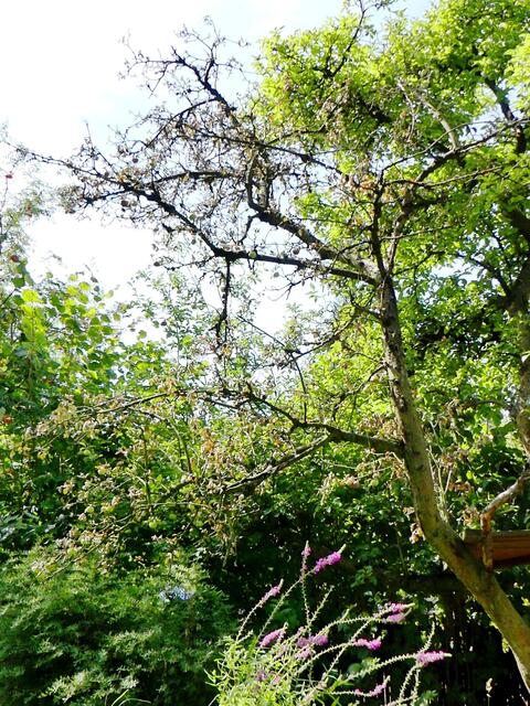 Verdorrter Teil eines Apfelbaums in unserm Garten