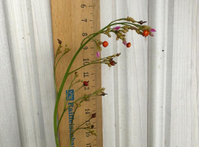 Winzige lila Blüten und kleine, fast kreisrunde rote Samenkapseln