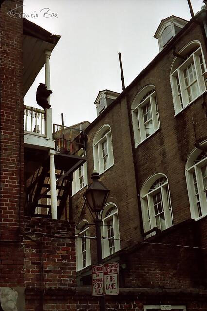 Schwarzbär klettert auf Balkon, Seitenstraße im French Quarter