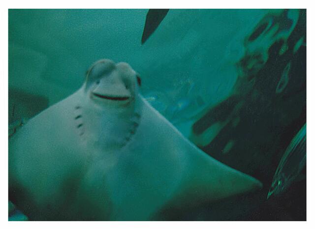 grinsender Manta im Aquarium