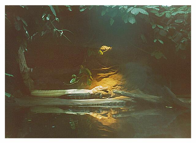 Ein Albino-Mississippi-Alligator und ein Normalfarbener im Aquarium