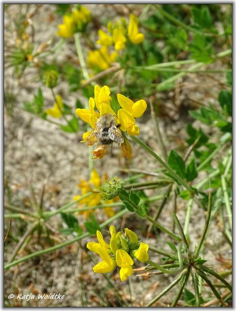 Gewöhnlicher Hornklee (Lotus corniculatus) als Insektenweide auf der Kreyen Wisch  | Foto: Katja Woidtke