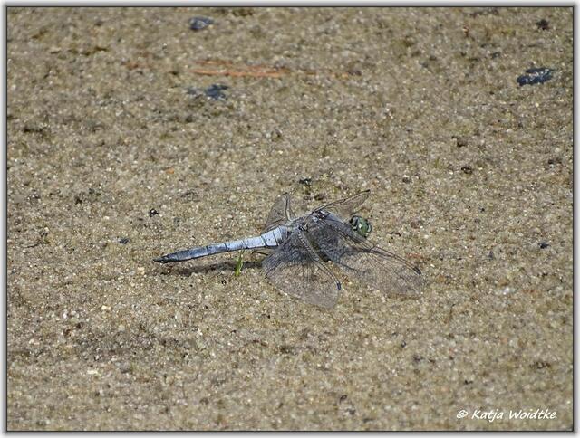Großer Blaupfeil (Orthetrum cancellatum) auf der Kreyen Wisch  | Foto: Katja Woidtke