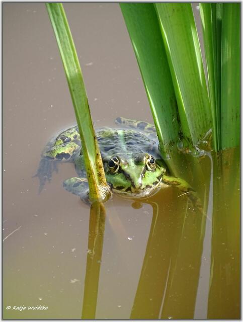 Grünfrosch auf der Kreyen Wisch  | Foto: Katja Woidtke