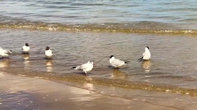 III. 29. März - 3. April 2018. Ostern in Binz auf Rügen.  Strand, Sonne, Möwen.
