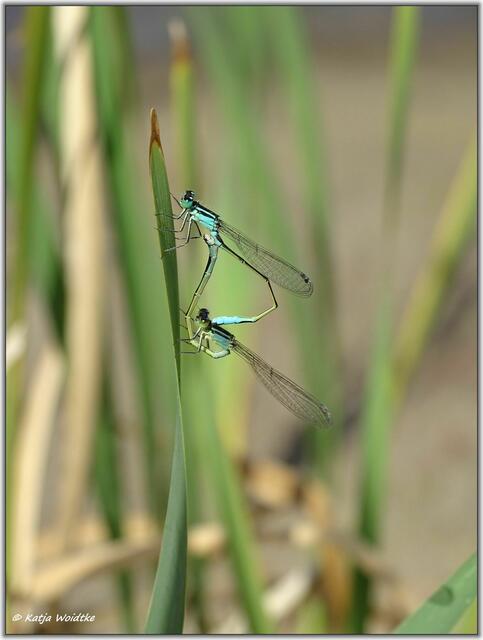 Große Pechlibelle (Ischnura elegans) im Paarungsrad auf der Kreyen Wisch  | Foto: Katja Woidtke