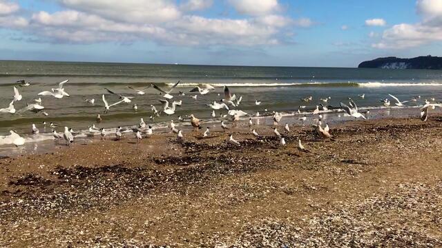 III. 29. März - 3. April 2018. Ostern in Binz auf Rügen.  Strand, Sonne, Möwen.