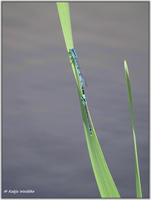 Gemeine Becherjungfer (Enallagma cyathigerum) auf der Kreyen Wisch | Foto: Katja Woidtke