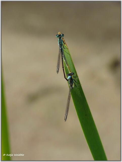 Große Pechlibelle (Ischnura elegans) auf der Kreyen Wisch  | Foto: Katja Woidtke
