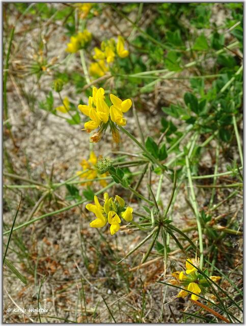 Gewöhnlicher Hornklee (Lotus corniculatus) auf der Kreyen Wisch  | Foto: Katja Woidtke