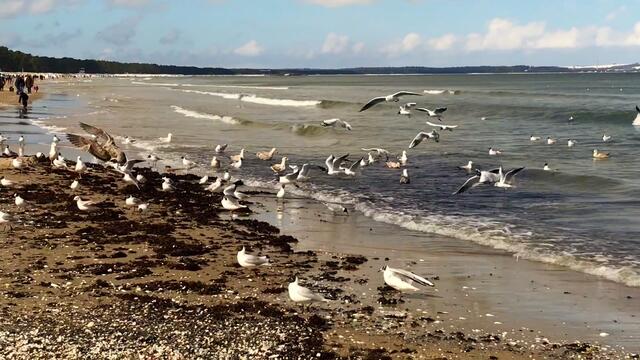 III. 29. März - 3. April 2018. Ostern in Binz auf Rügen.  Strand, Sonne, Möwen.