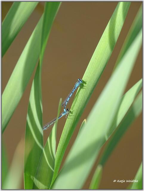 Gemeine Becherjungfer (Enallagma cyathigerum) im Tandem auf der Kreyen Wisch  | Foto: Katja Woidtke